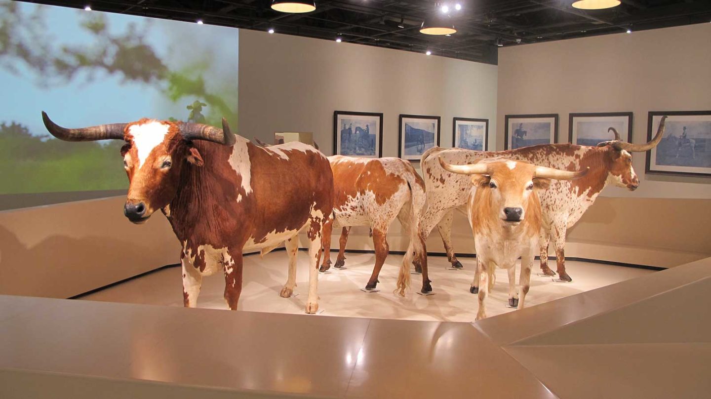 A display of several Longhorn cattle at the museum.