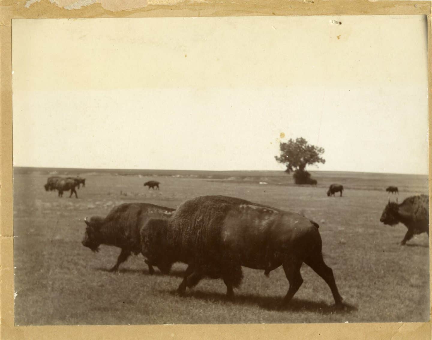 Bison - Goodnight Ranch Bison - Goodnight Ranch